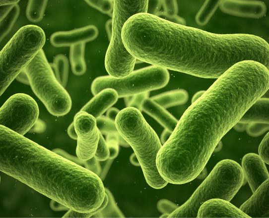 Illustration of the bacteria that break down solids inside a septic tank